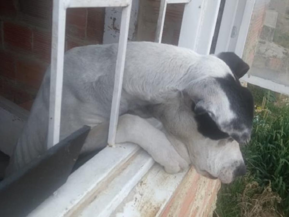 Rescatan a perro que había sido abandonado por dos meses dentro de una casa