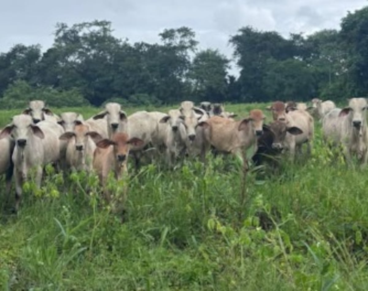‘Busquen otro lugar para sus disturbios. Aquí no’: Giosue Cozzarelli enfrenta a policías y manifestantes en su finca en Chiriquí