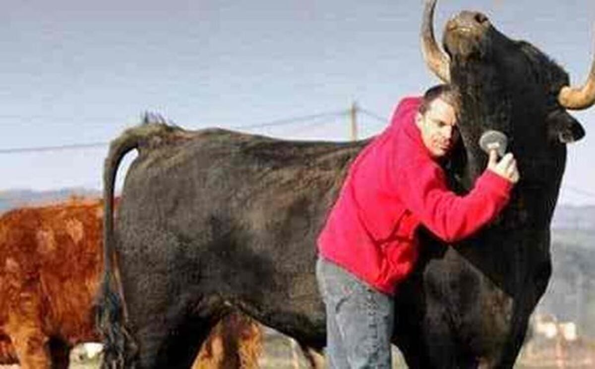 Joven francés cría a un toro de corrida como mascota (Video)