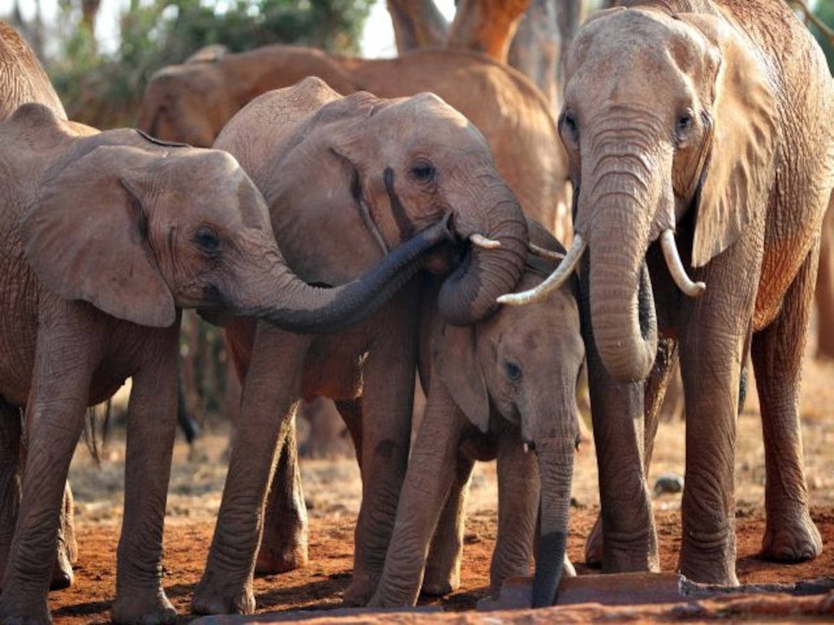 Zimbabwe sacrificará 200 elefantes para alimentar a sus ciudadanos