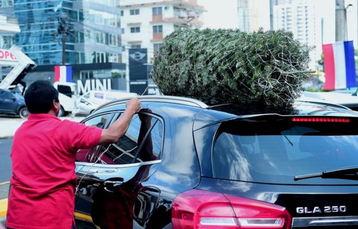 LLEGARON LOS ARBOLITOS. Los precion van de acuerdo con el tamaño y frondosidad