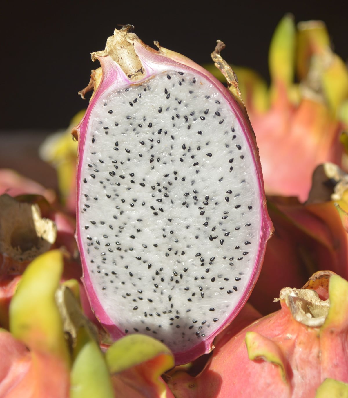 La deliciosa pitahaya. Una fruta con buen potencia para la exportación