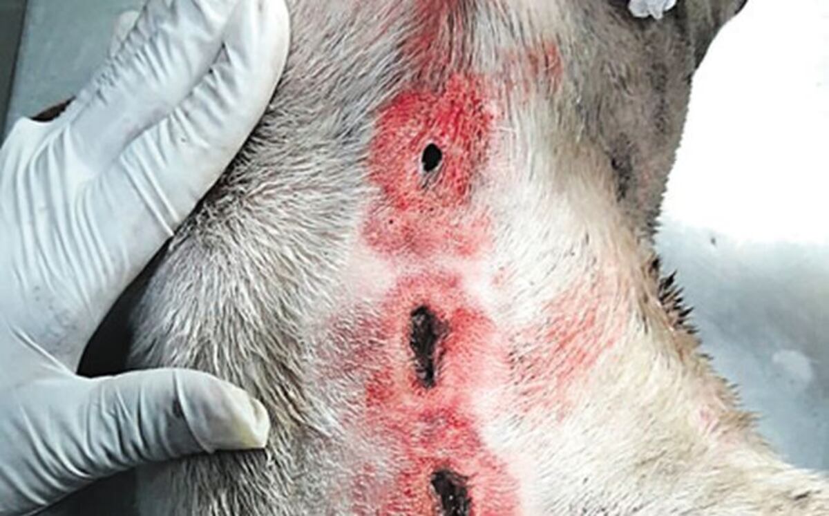 'Papi', el perro sigue delicado y puede quedar con sordera 