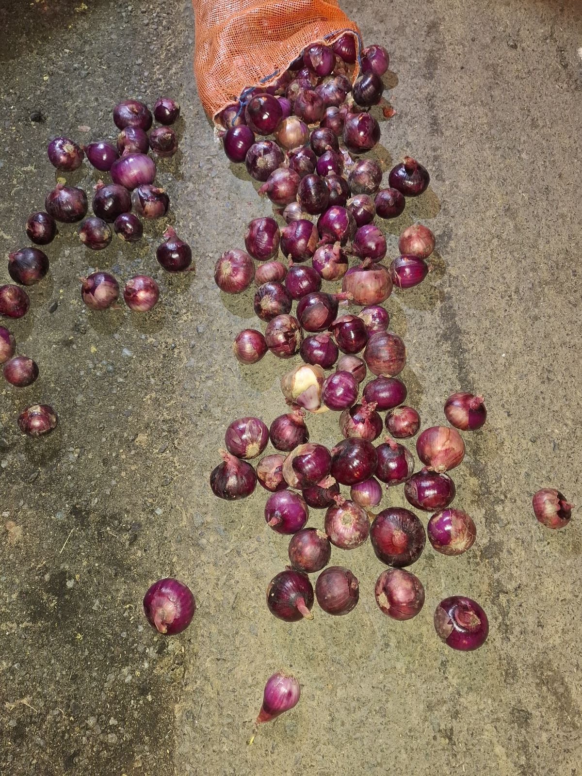 Freno en Guabalá: retienen 300 sacos de cebolla por presunto contrabando