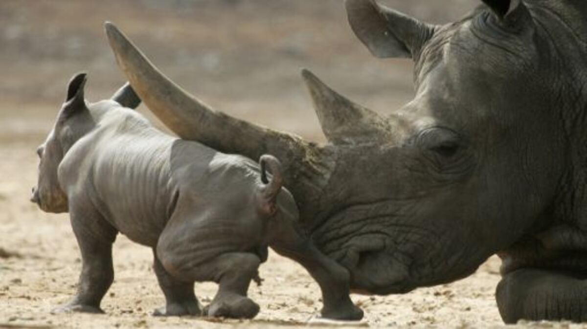 Venganza animal. Manada de leones ataca a tres cazadores furtivos y los matan