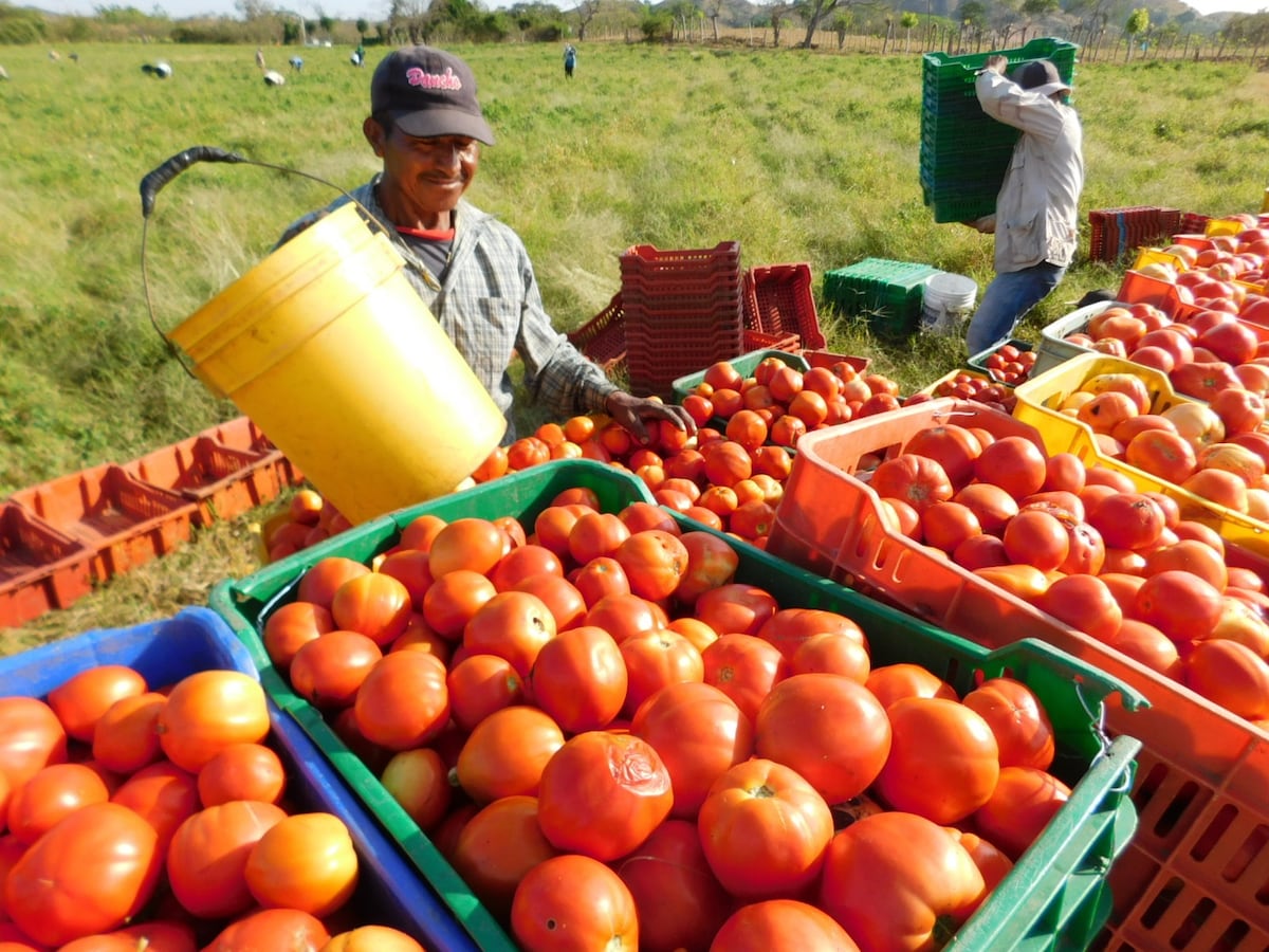 Mi Agro: Se espera sacar entre 6 y 10 mil toneladas de tomate este año en Los Santos