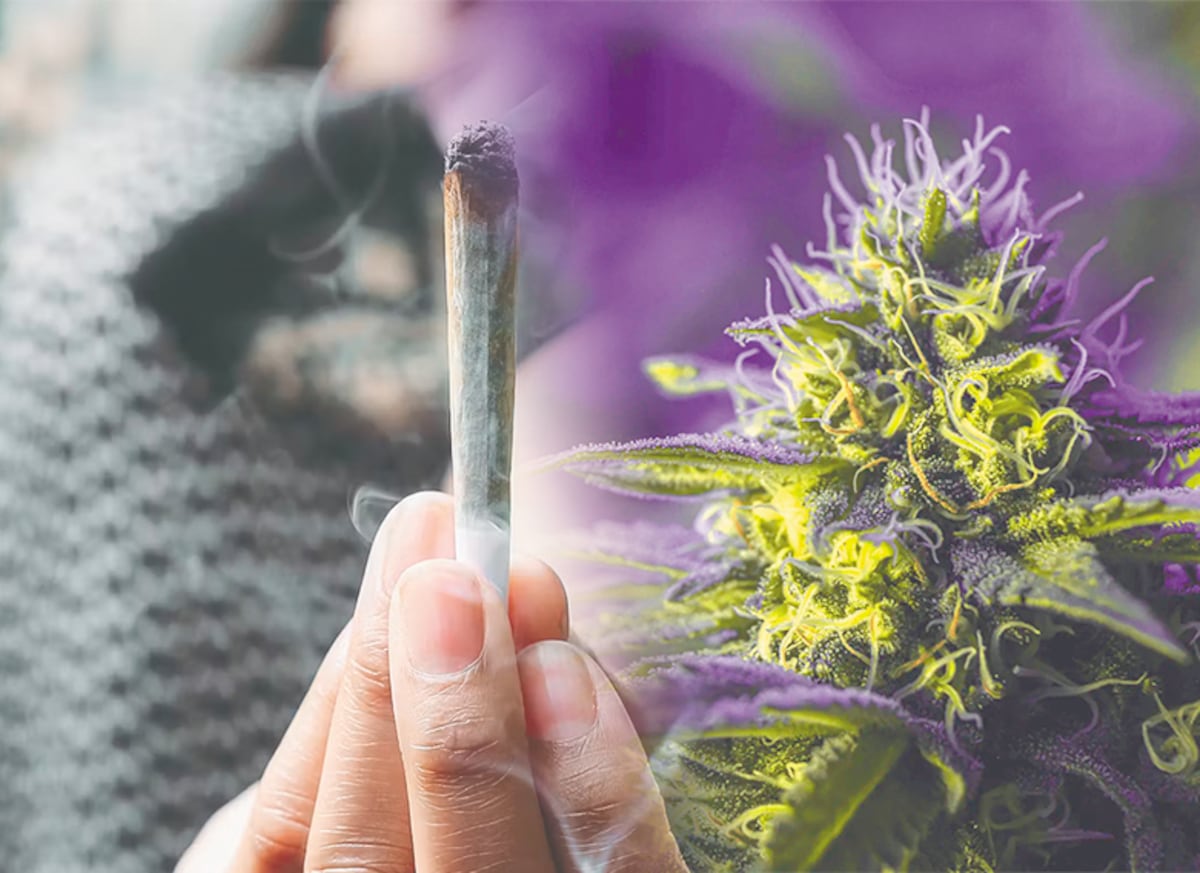 ¡Cuidado! Con la Marihuana morada: El peligro detrás de sus altos niveles de THC y los peligros para la salud que debes conocer