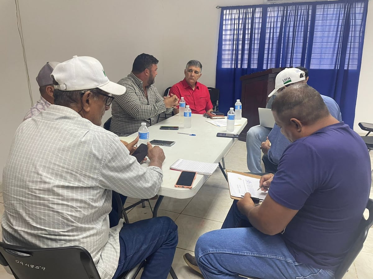 Productores de cebolla recibirán capacitación en Coclé y Los Santos