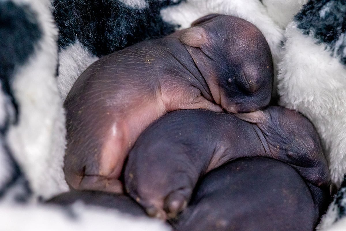 MiAMBIENTE atiende los primeros casos de fauna silvestre del año en su clínica veterinaria
