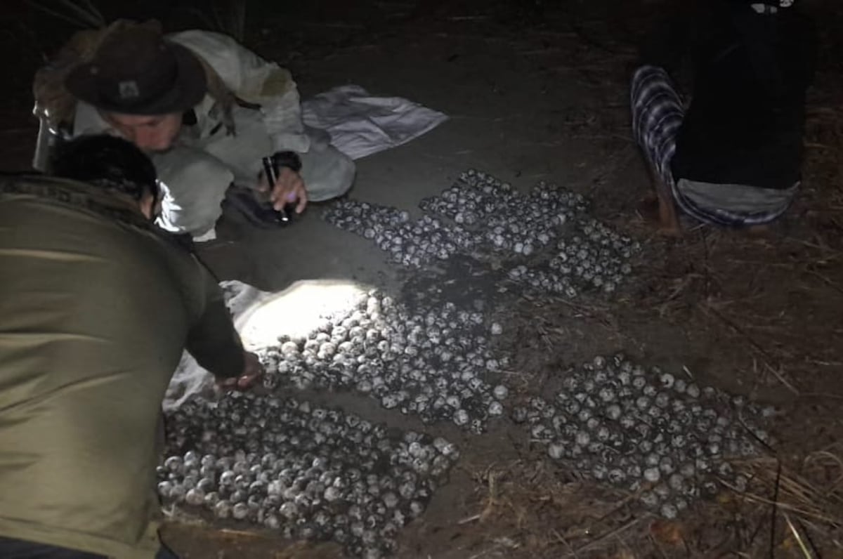 Hombre de 60 años cayó con 650 huevos de tortuga en un refugio de vida silvestre