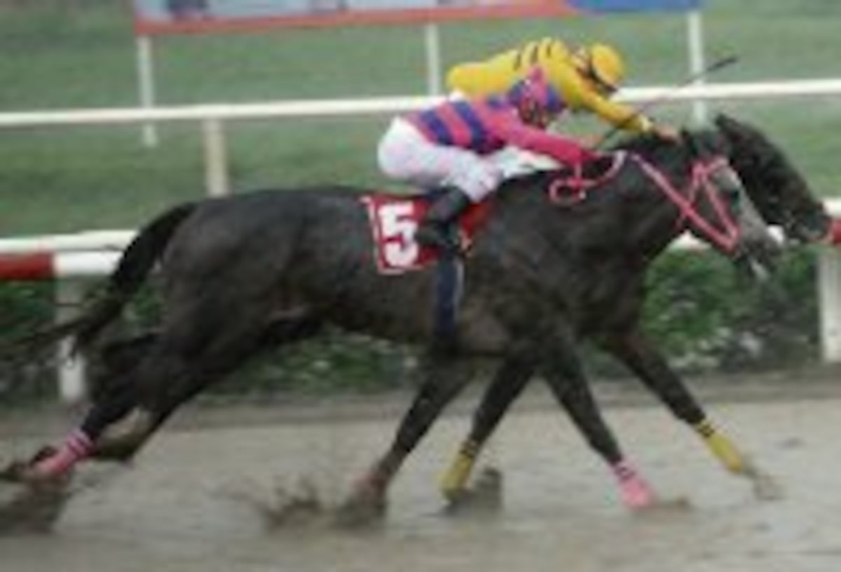 Hípica. Tenemos los pronósticos y aprontes del fin de semana. Sepa cuál será el caballo ganador