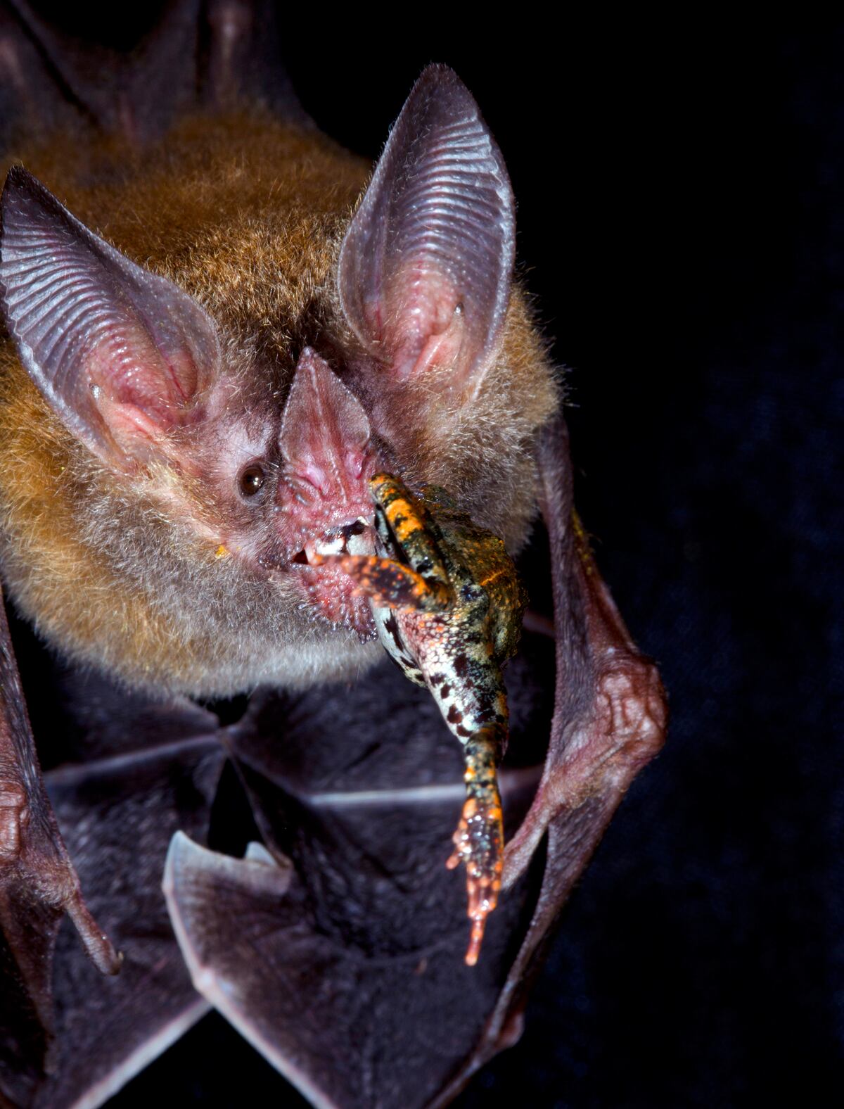 Smithsonian: ‘el ADN en el excremento de murciélago de labios con flecos revela hábitos alimenticios inesperados’