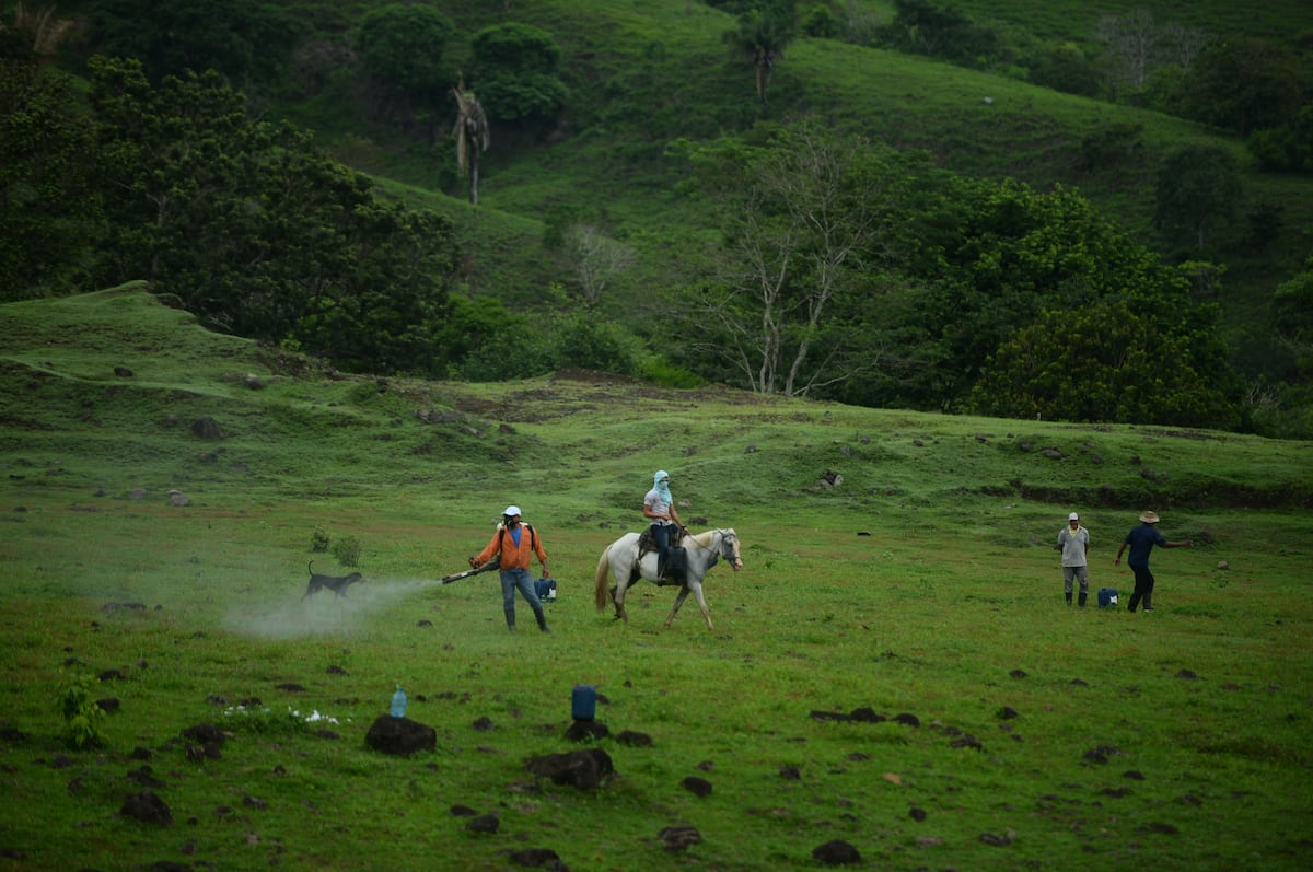 En el corregimiento de El Llano de Chepo claman por una carretera para comercializar sus productos. Video