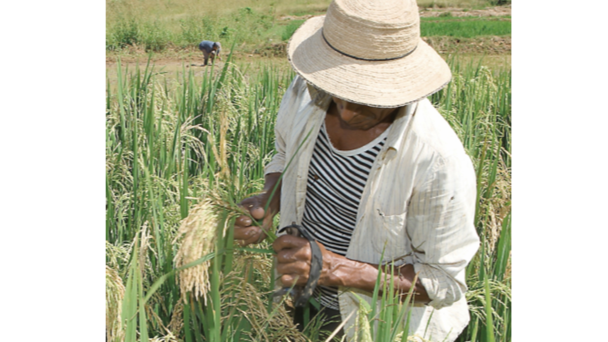 Aupsa tiene en la mira 37 registros sanitarios de importación de arroz