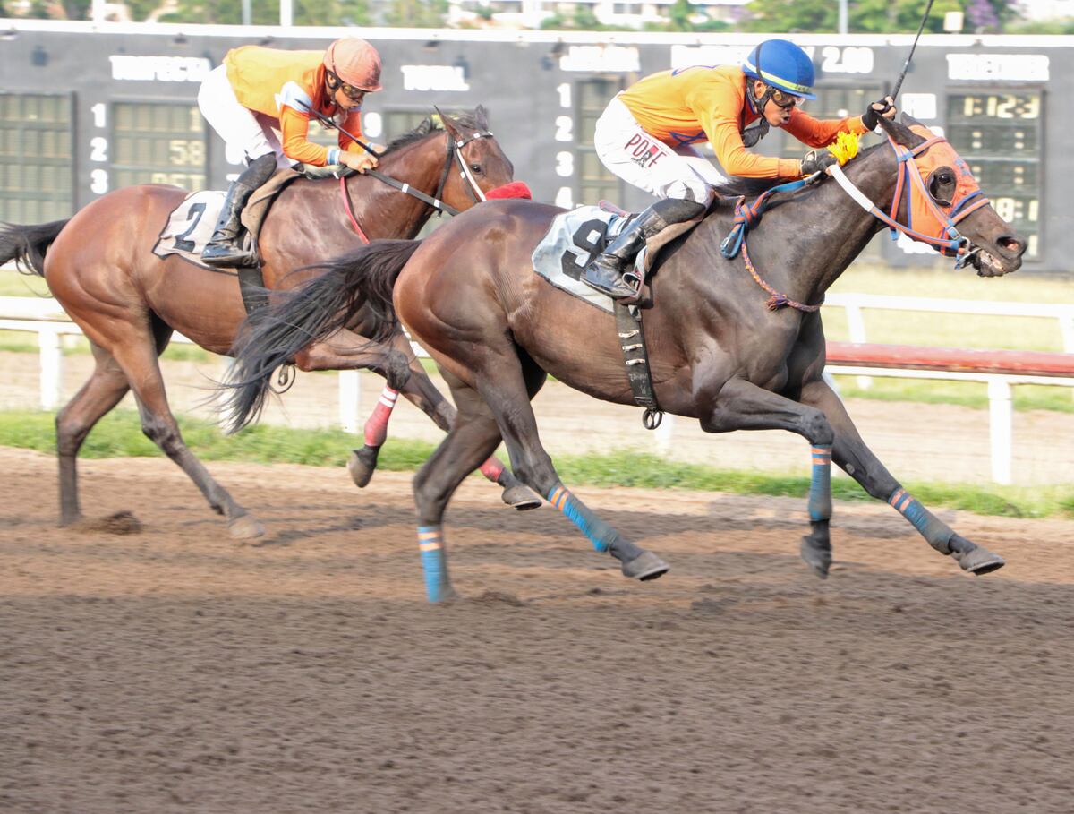 ¡Duelo de pura sangre! Nueve caballos importados lucharán por la gloria en el Clásico Alberto De Obarrio