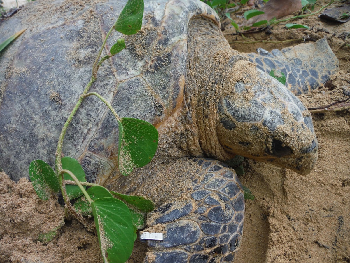 MiAmbiente abre investigación tras video que muestra el maltrato de una tortuga