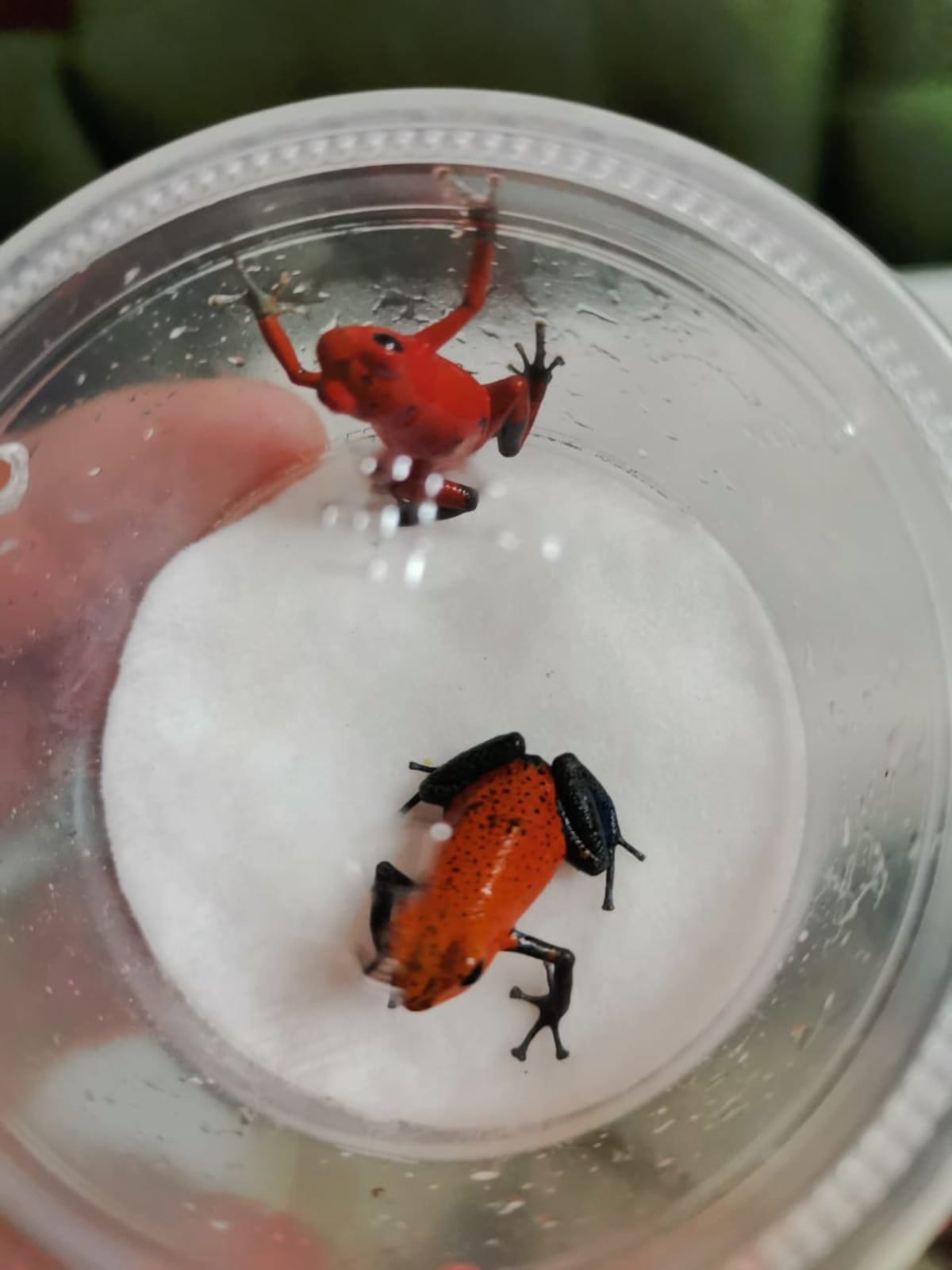 Decomisan en Panamá Oeste y Coclé, más de 300 ranas que iban a ser comercializadas en el mercado negro