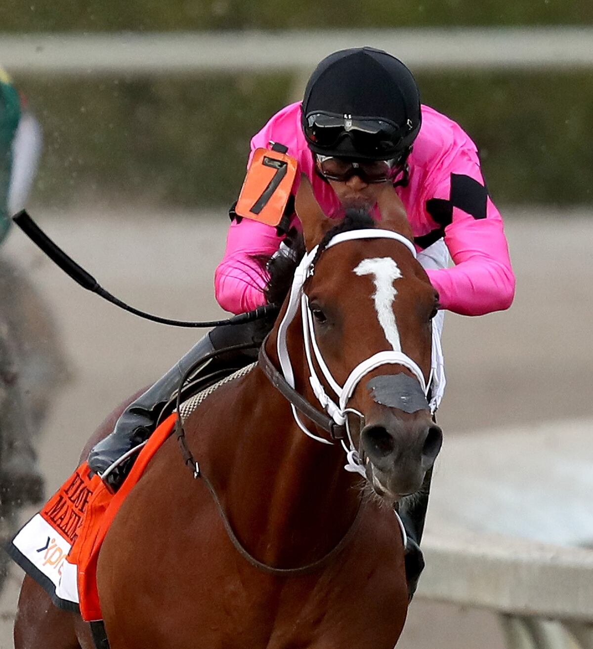 Cobrarán hasta 225 mil dólares para sacarle crías a las yeguas