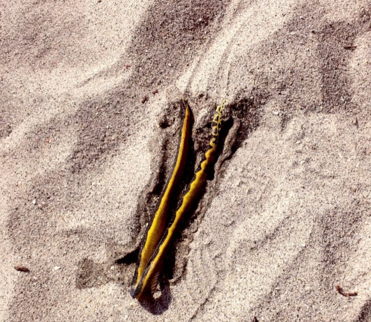 El mar habló: Bandera roja y amarilla en playas La Ensenada y El Uverito por presencia de serpientes marinas