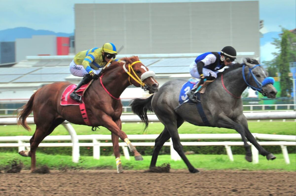 El invicto “Adage” sigue brillando en el Hipódromo Presidente Remón