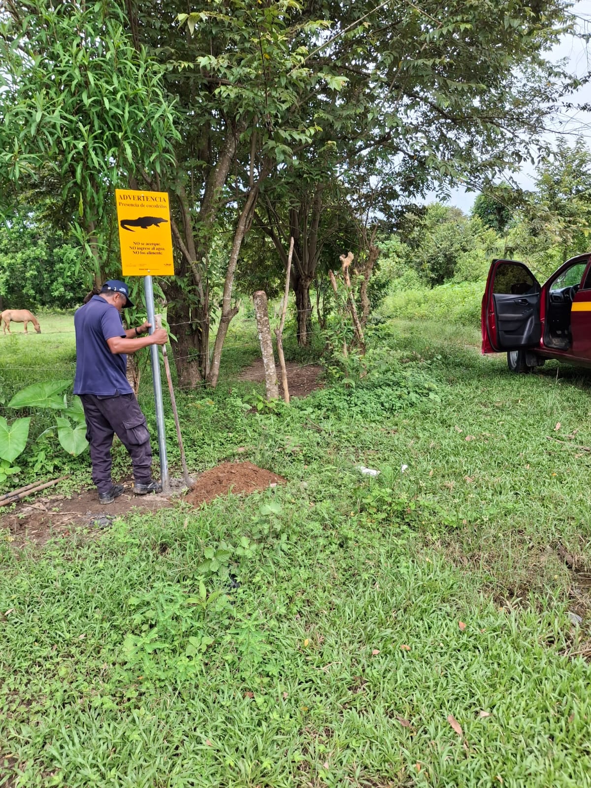 ¡Cuidado con los cocodrilos en tu barrio! MiAMBIENTE pone letreros de alerta en zonas peligrosas