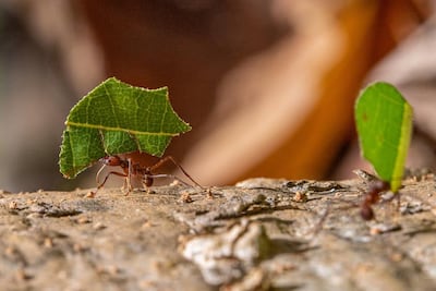 Las crías de hormiga avisan cuando están enfermas y se sacrifican por el resto del grupo