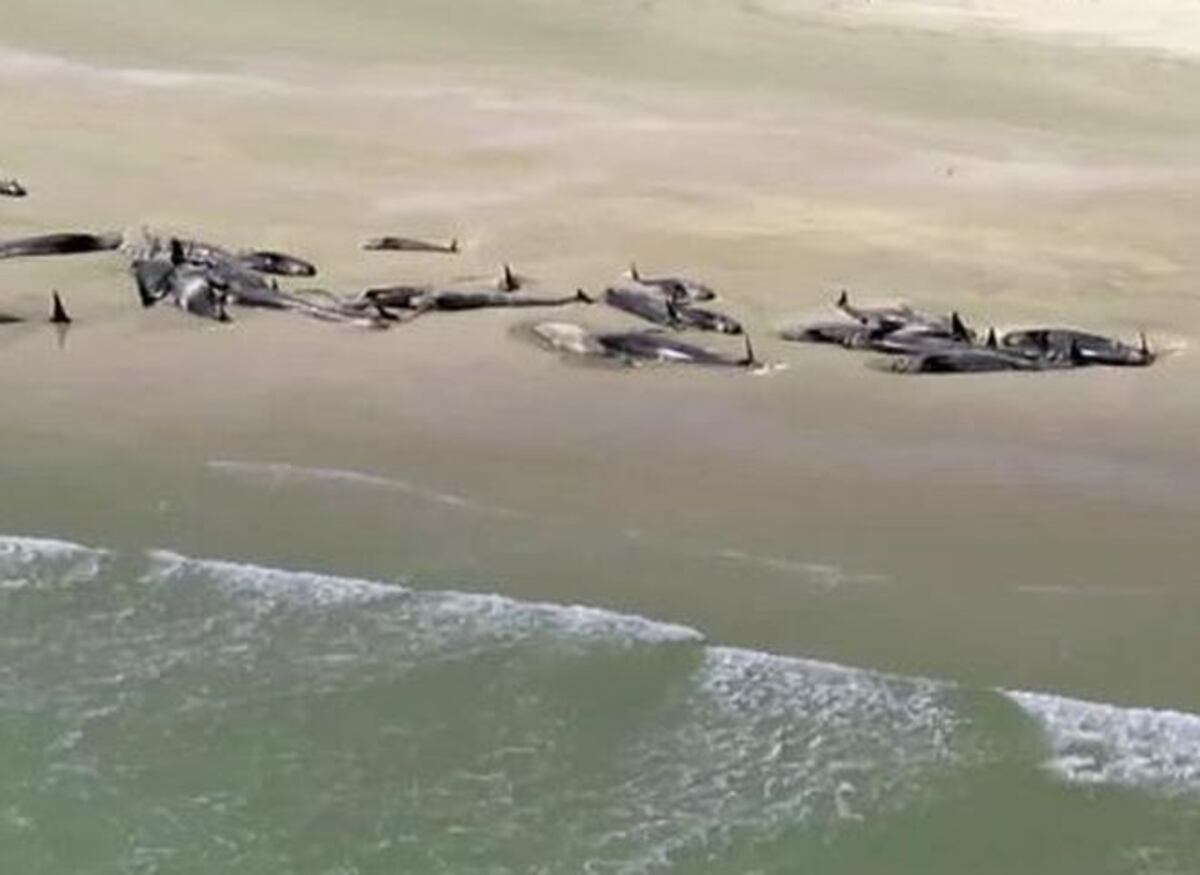 Encuentran muertas a 145 ballenas en una playa 