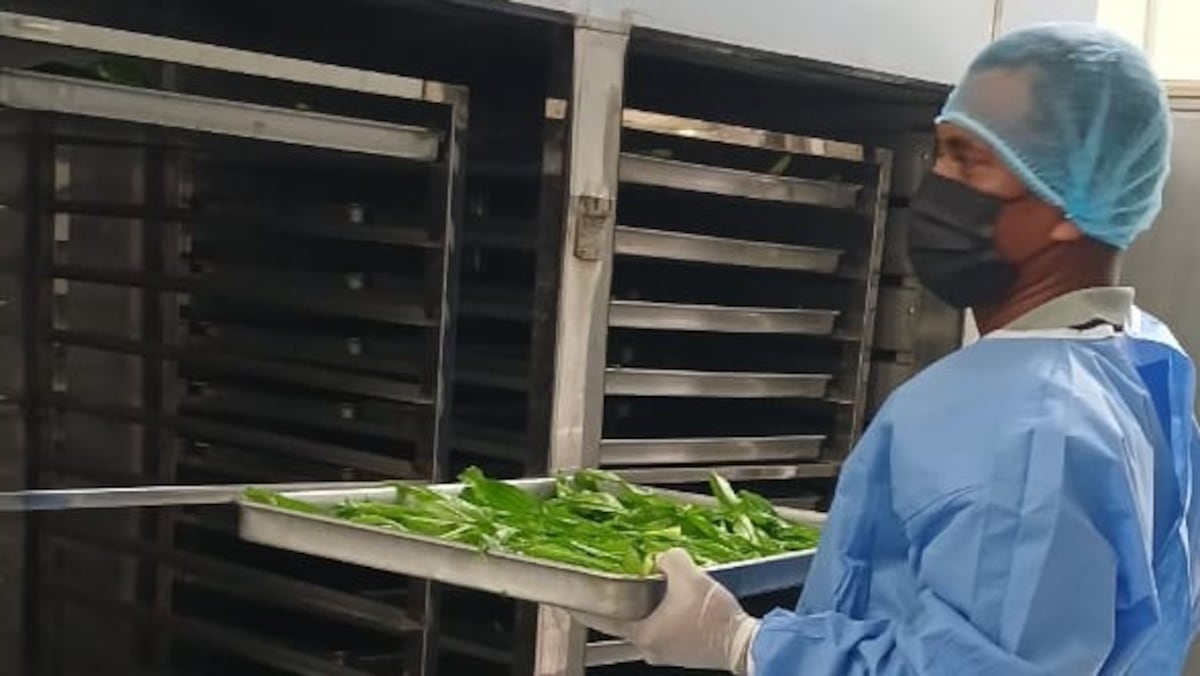 Coclé impulsa producción de culantro y arroz en el campo 