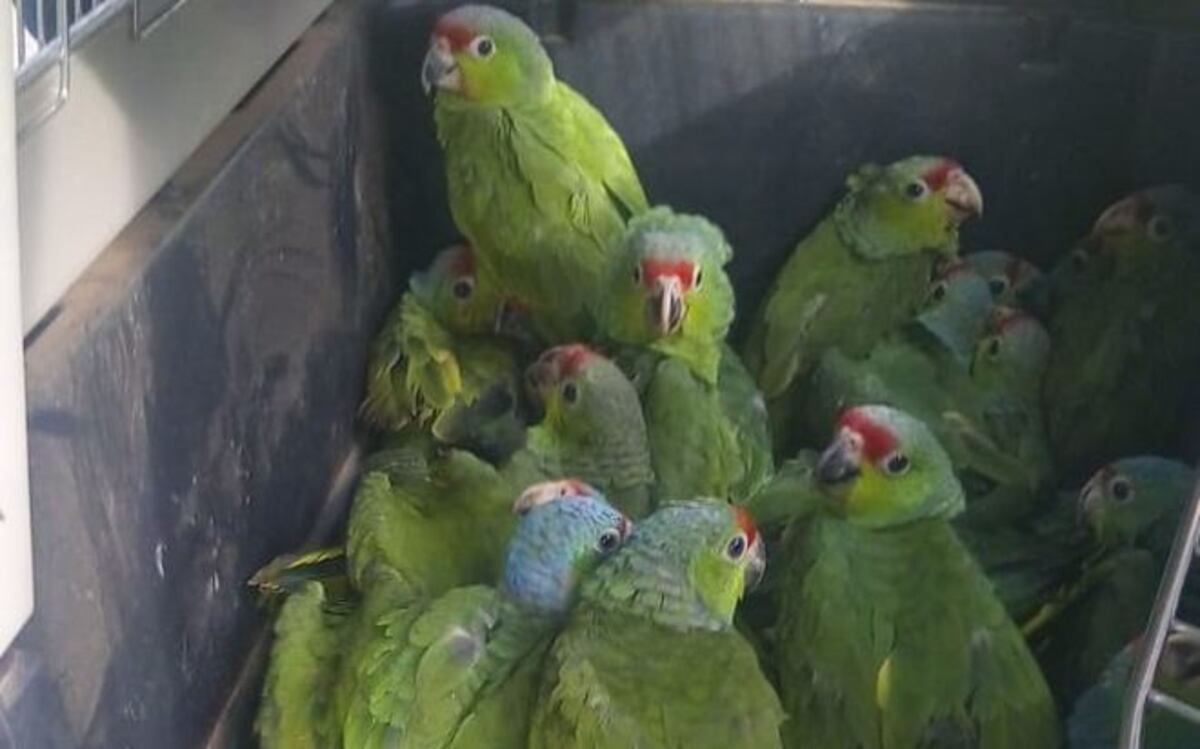 ¿SERÁ CONDENADO? Hombre enfrenta al Ministerio Público por tráfico de loros