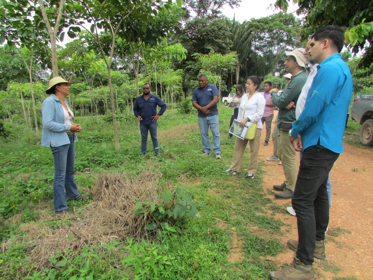 Darién brilla: Futuro Forestal muestra al mundo su reforestación sostenible