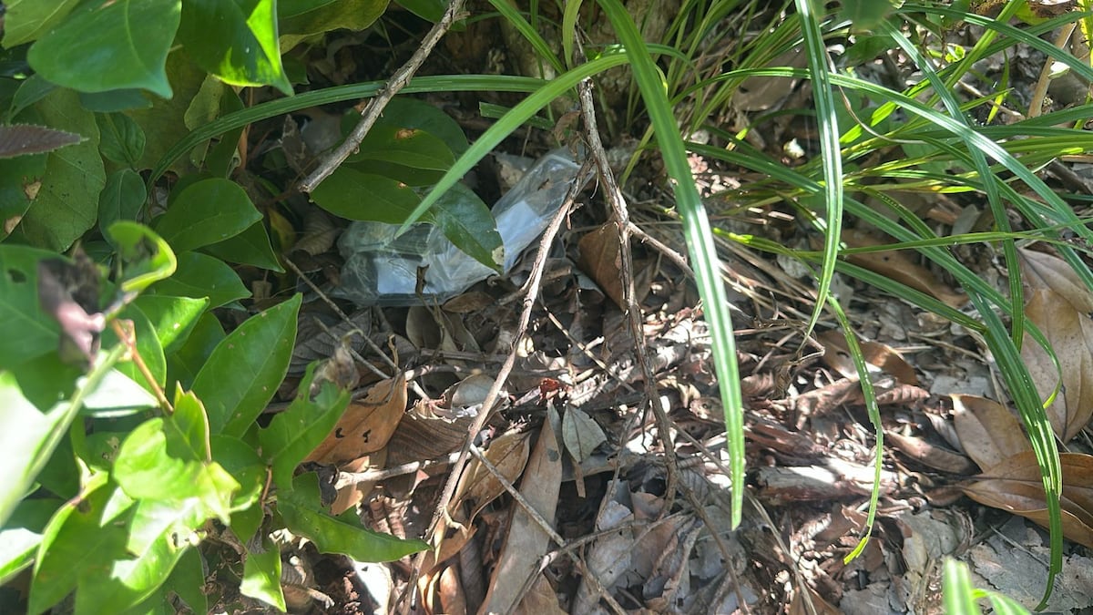 Fronterizos al ataque: caen dos por robo de más de 20 mil dólares en Chepo