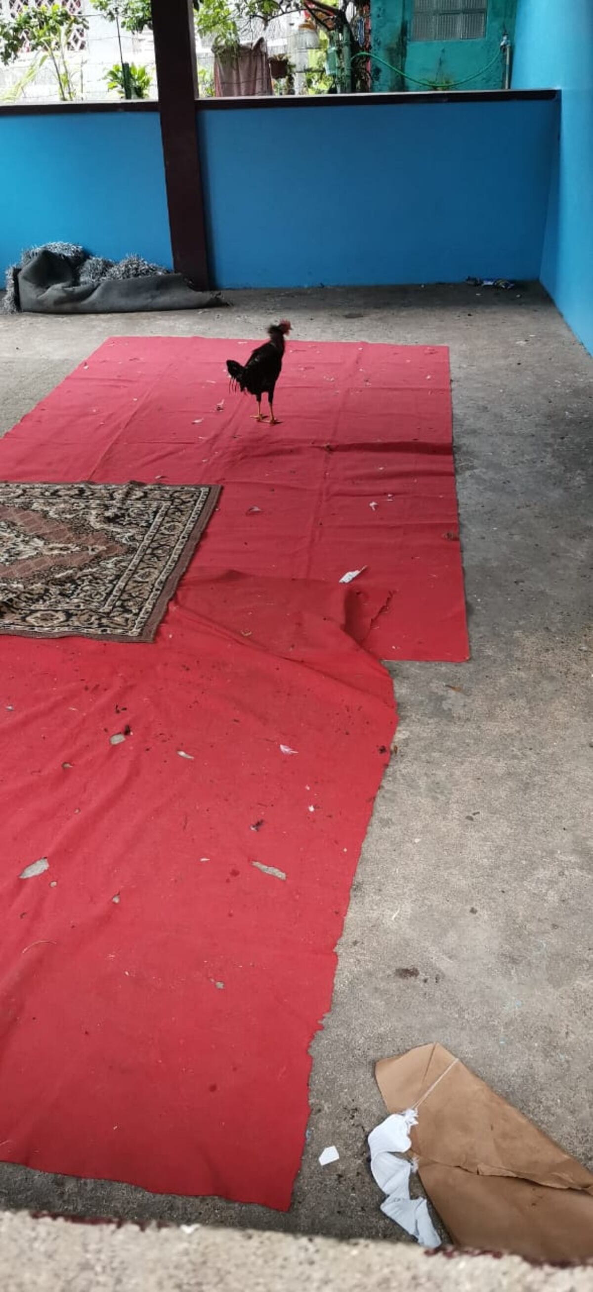 Capturan a tres gallos y 32 sujetos libando e incumpliendo la cuarentena en Viejo Veranillo. Un policía herido