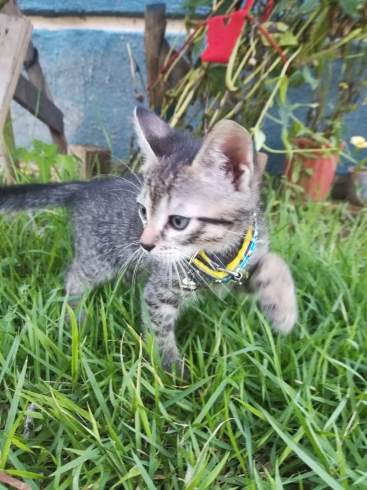 Miau, miau. Hoy es el Día del Gato