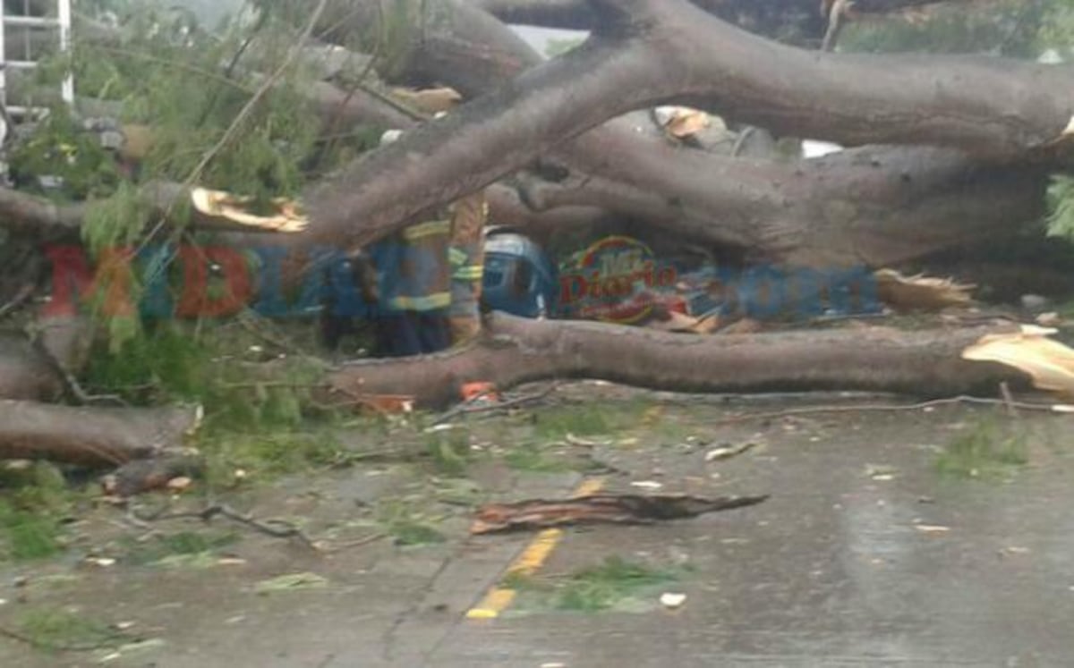 Padres del niño que murió aplastado por un árbol, demandan