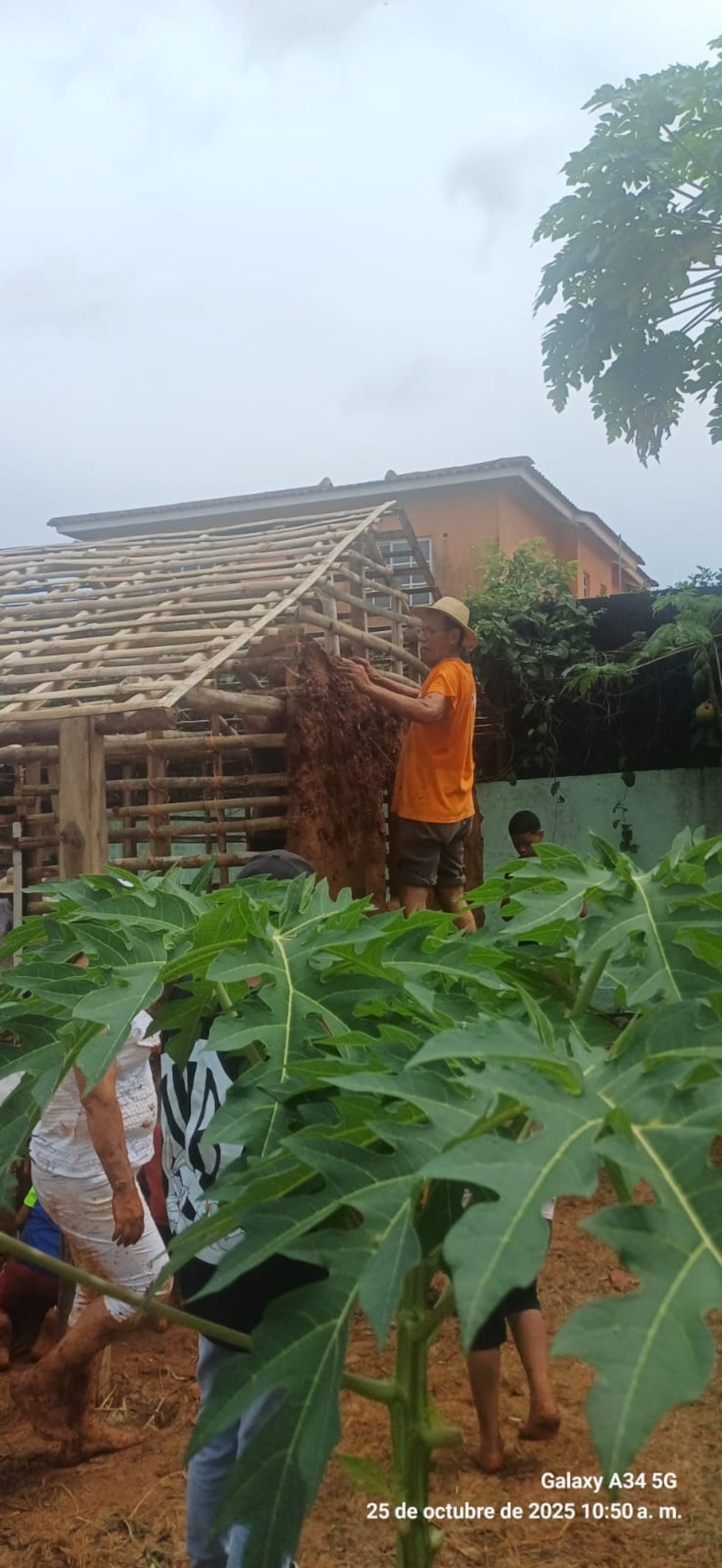 Estudiantes levantan casa de quincha en La Chorrera para rescatar una tradición panameña