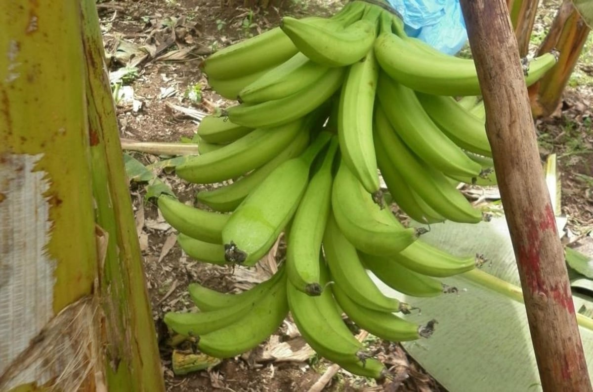 Traslado de cultivos sube 11% y plátano domina en junio el mercado agrícola