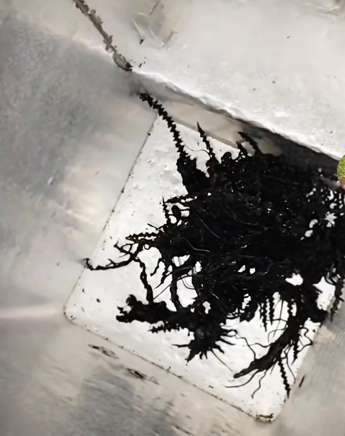 La mentira del Venom: tiktoker revela cómo creó la criatura que engañó a miles