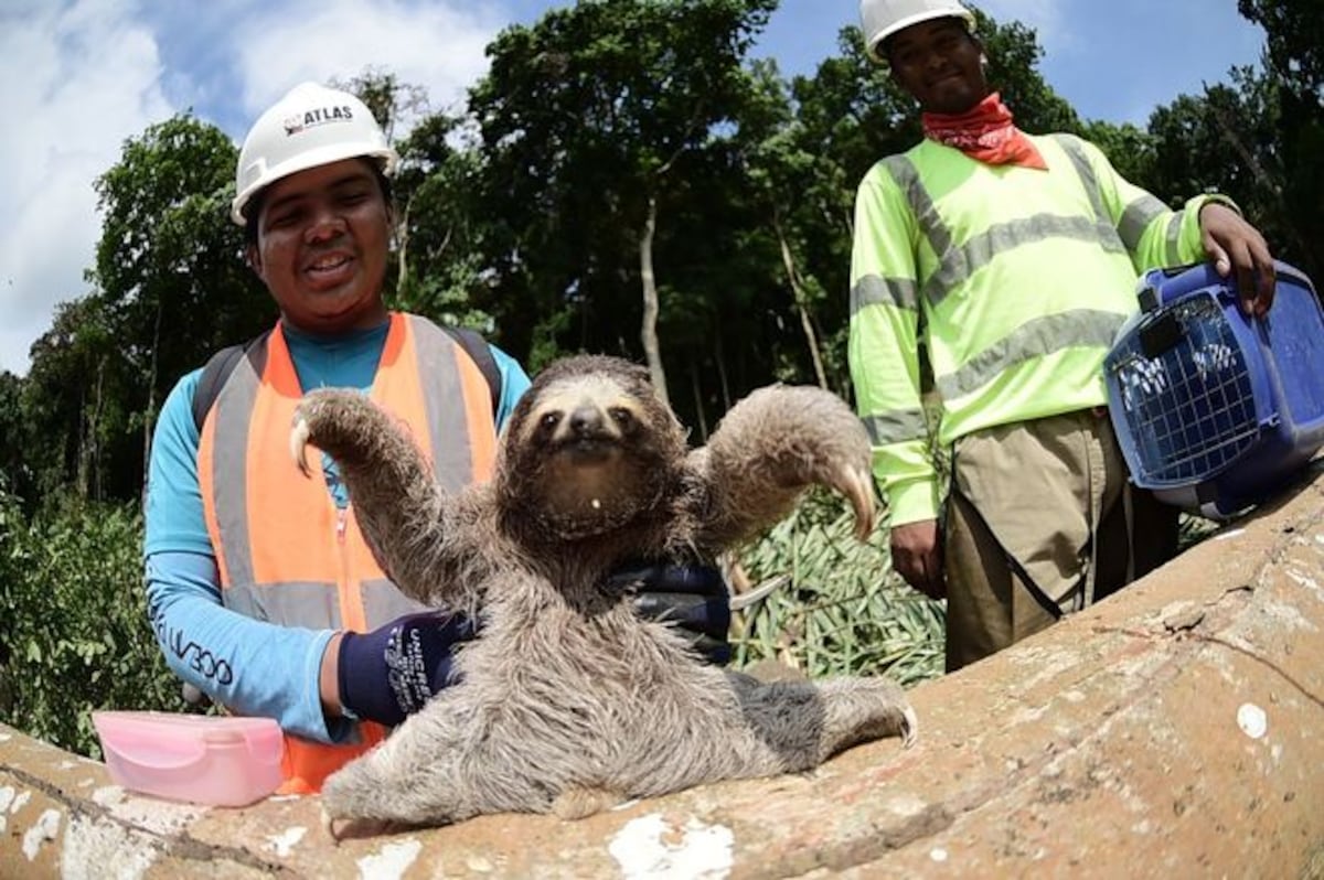 Tranque será historia. Ya arrancó la megaobra de ocho carriles en Panamá Oeste