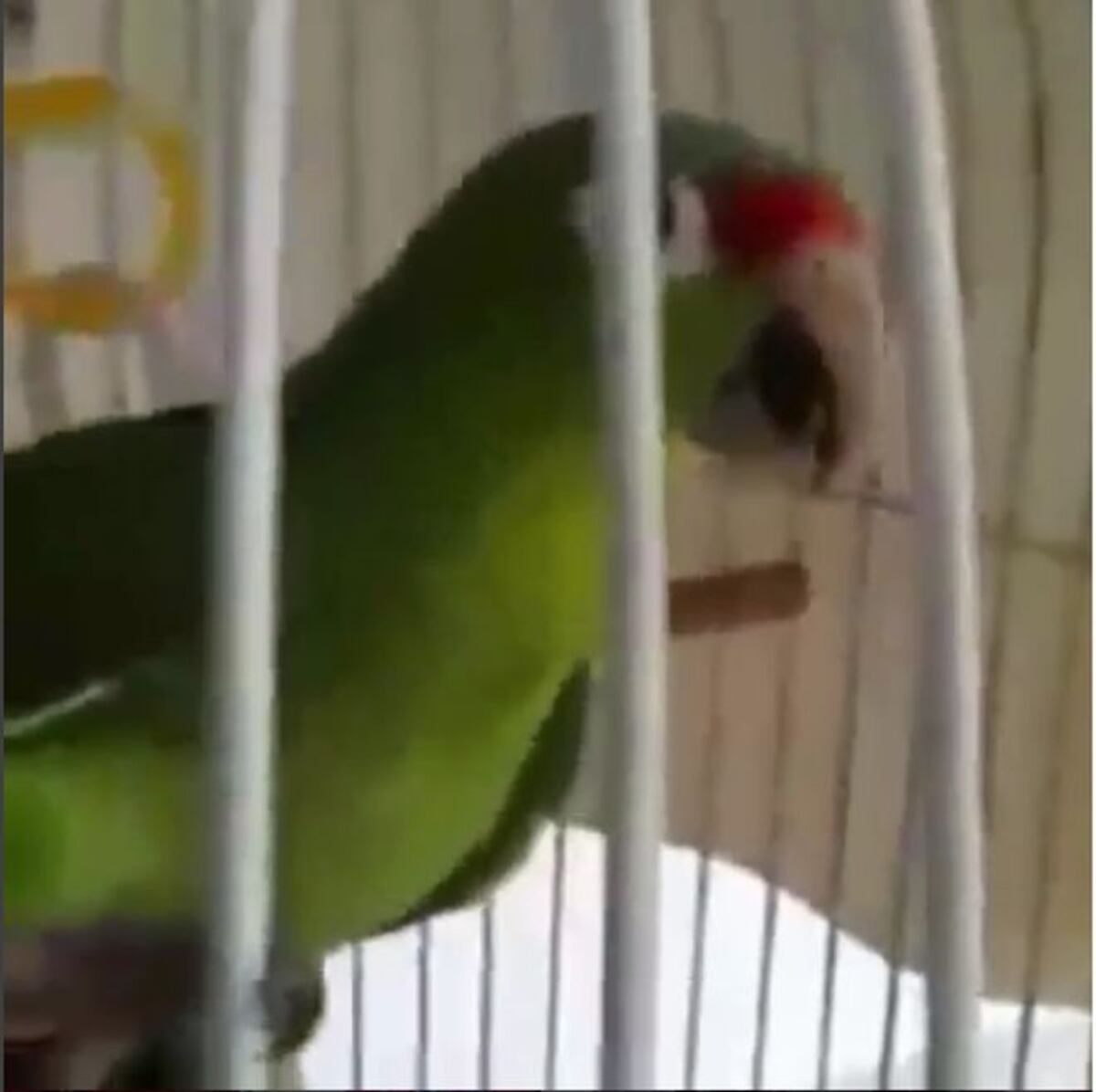 Tienen que oír al loro que le hace barra a Panamá | Video