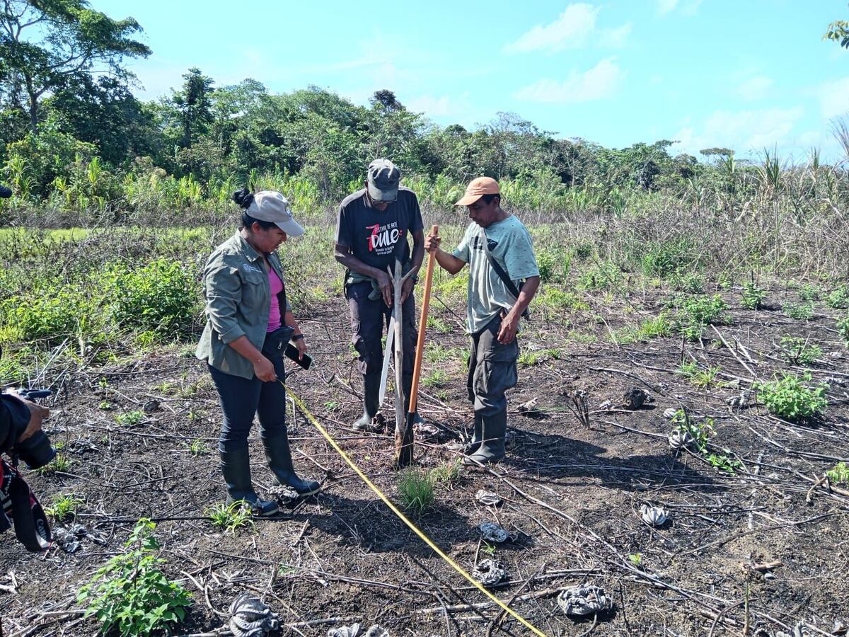 Gunas inician plan piloto para producir sus propias semillas de arroz, maíz y caña de azúcar
