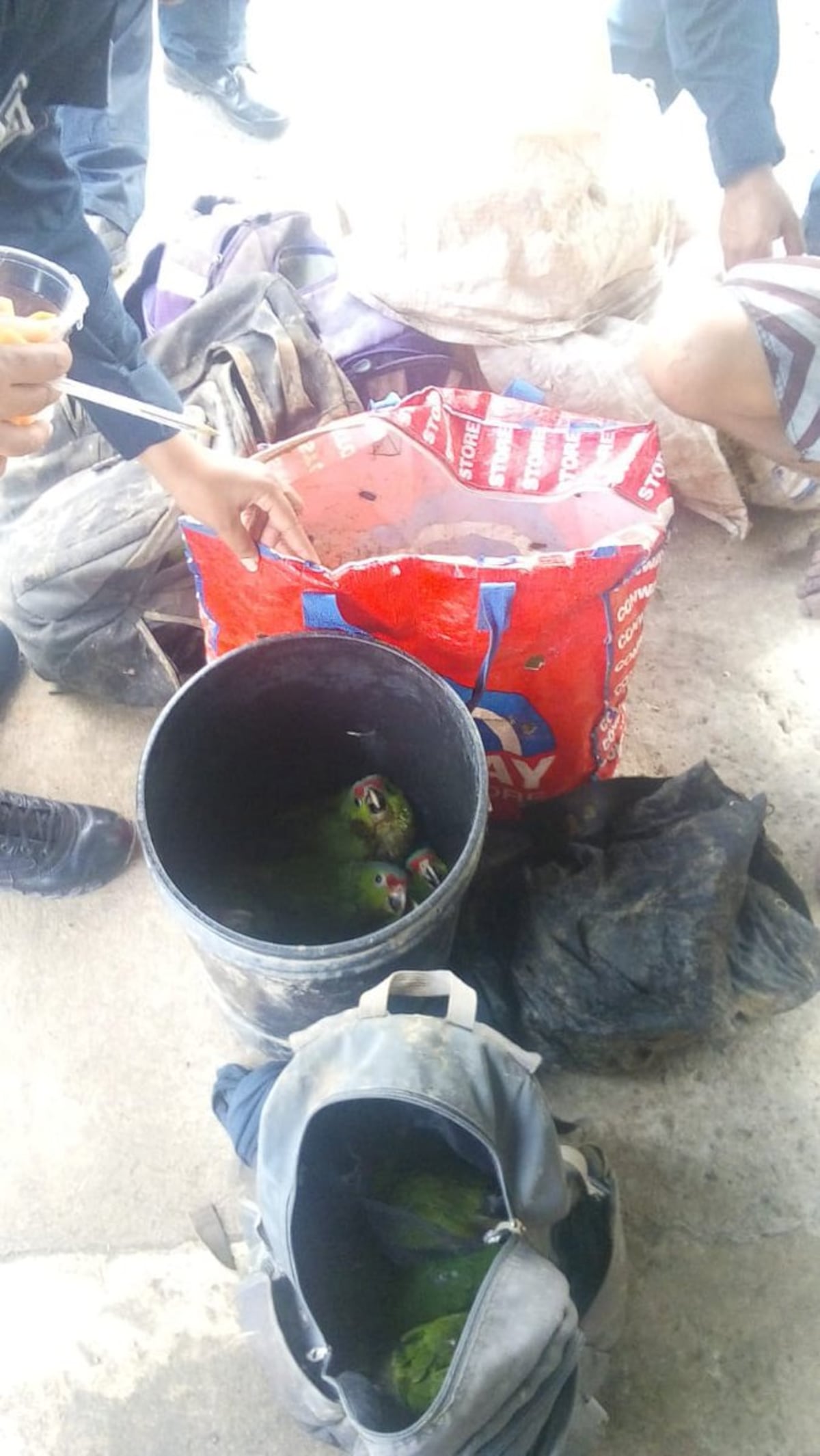 ¿SERÁ CONDENADO? Hombre enfrenta al Ministerio Público por tráfico de loros