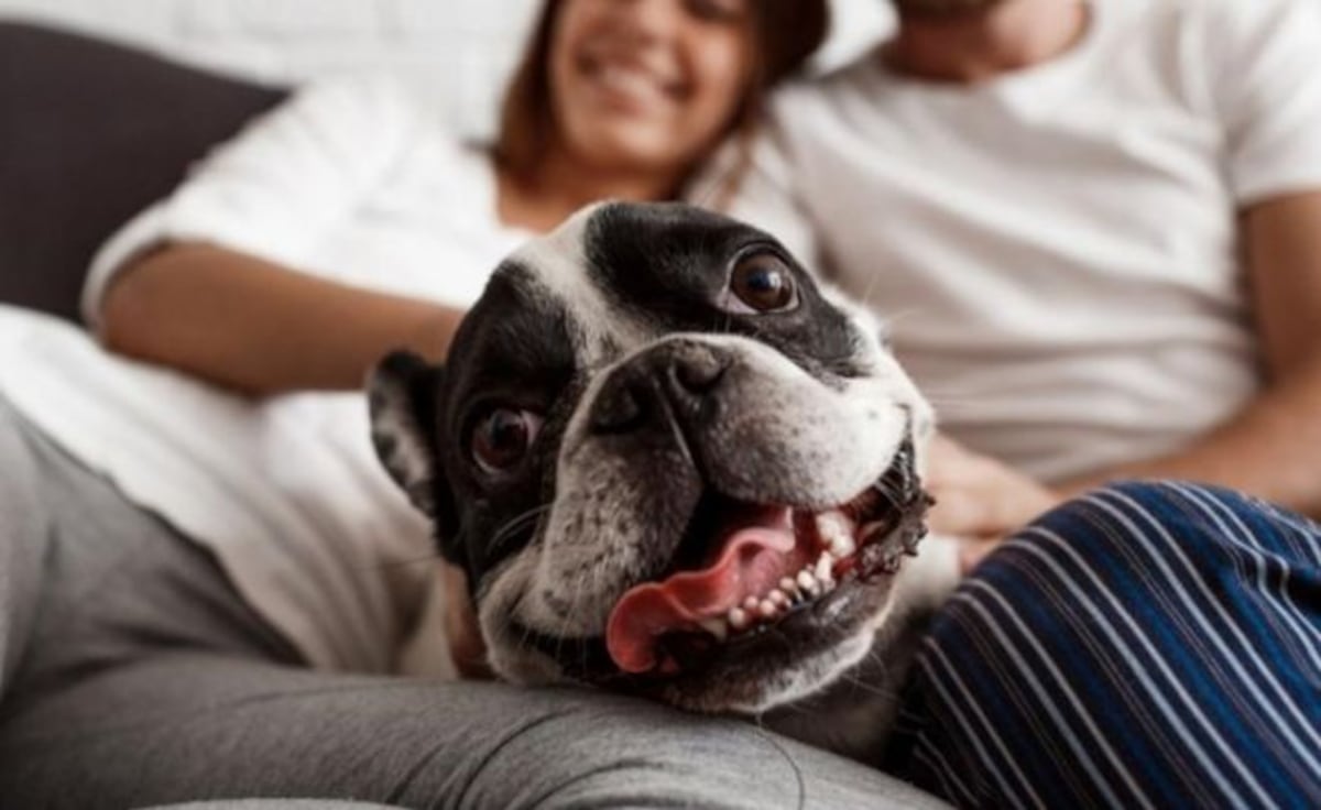 Cómo captar toda la atención de tu amorcito durante el Mundial: mira este video 