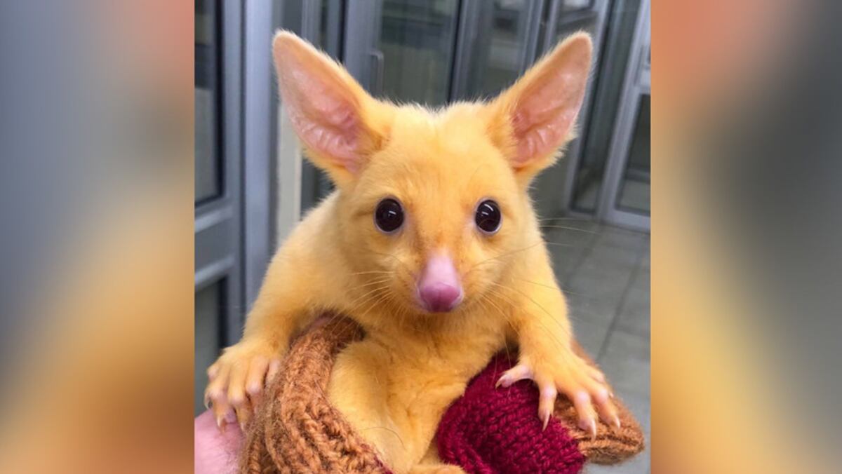 Rescatan en Australia al verdadero 'Pikachu'