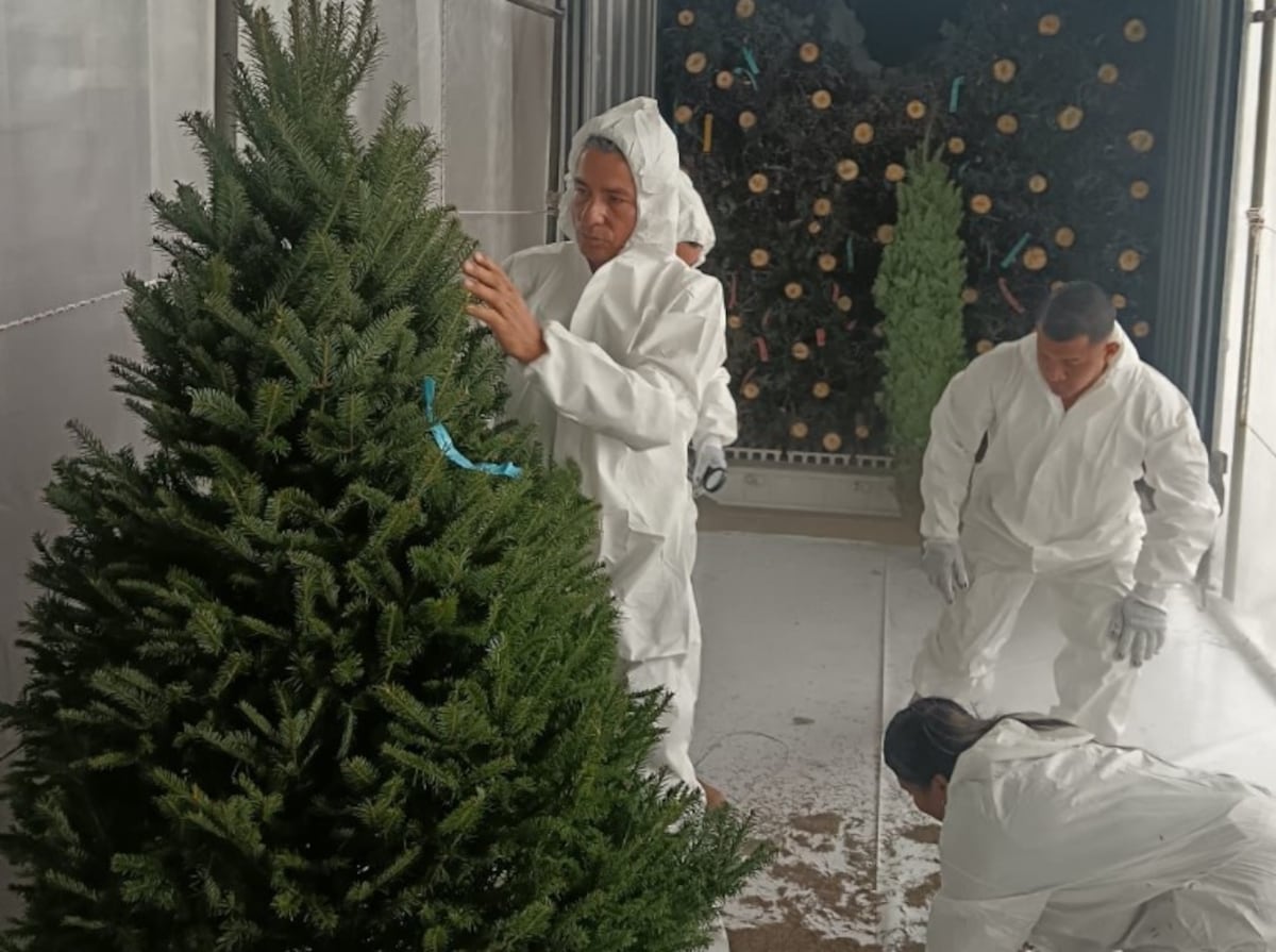 Navidad en camino: los primeros cargamentos de pinos ya están aquí