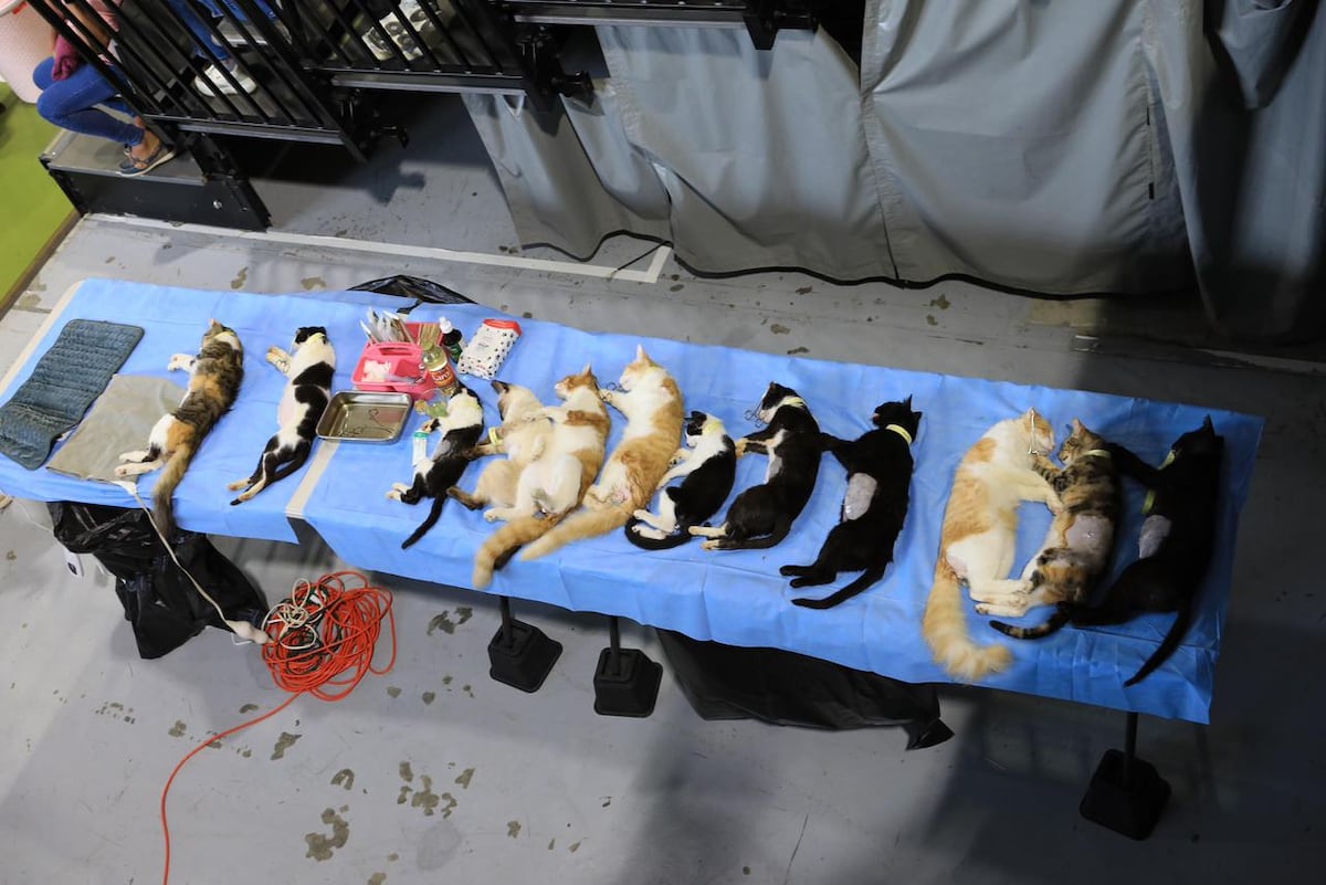 Misión Patitas alcanza 20 mil esterilizaciones y avanza clínica veterinaria en Chiriquí