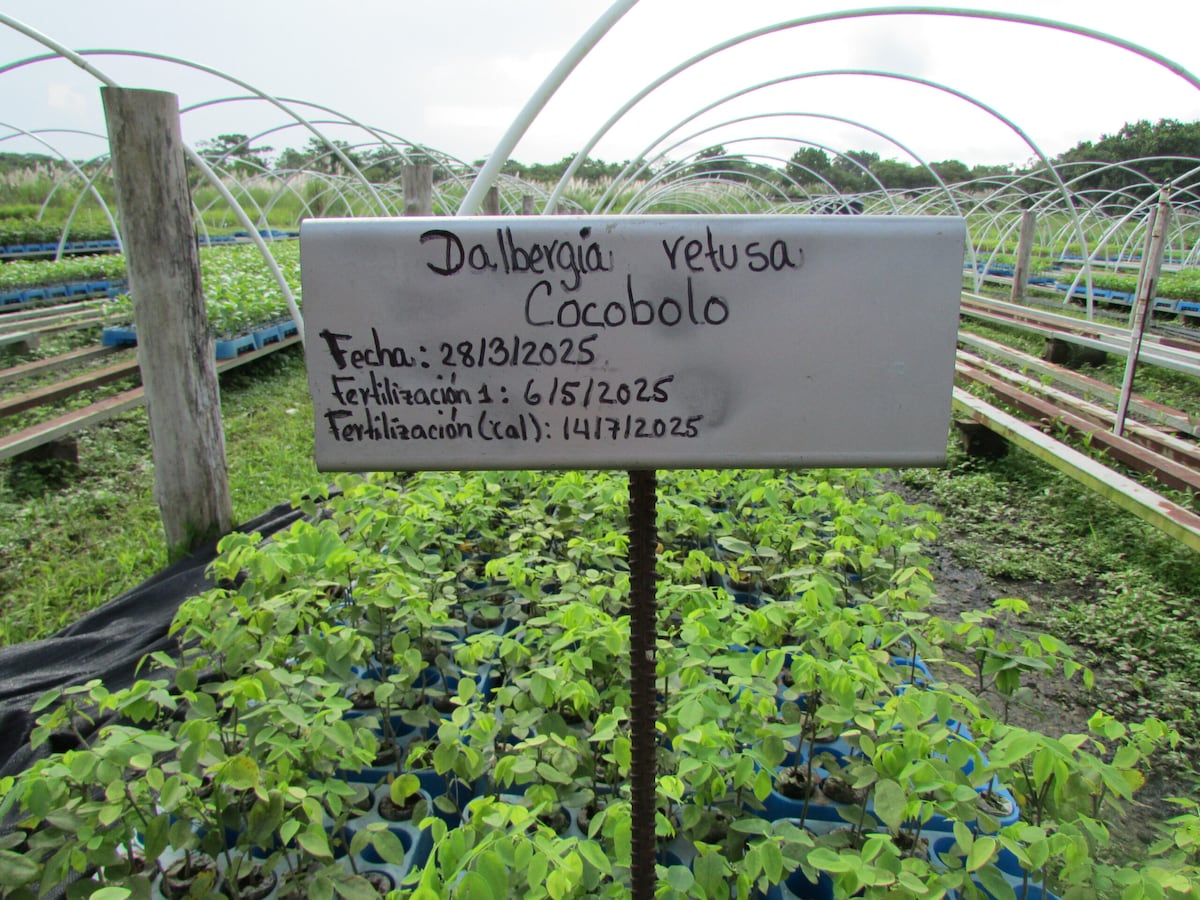 Darién brilla: Futuro Forestal muestra al mundo su reforestación sostenible