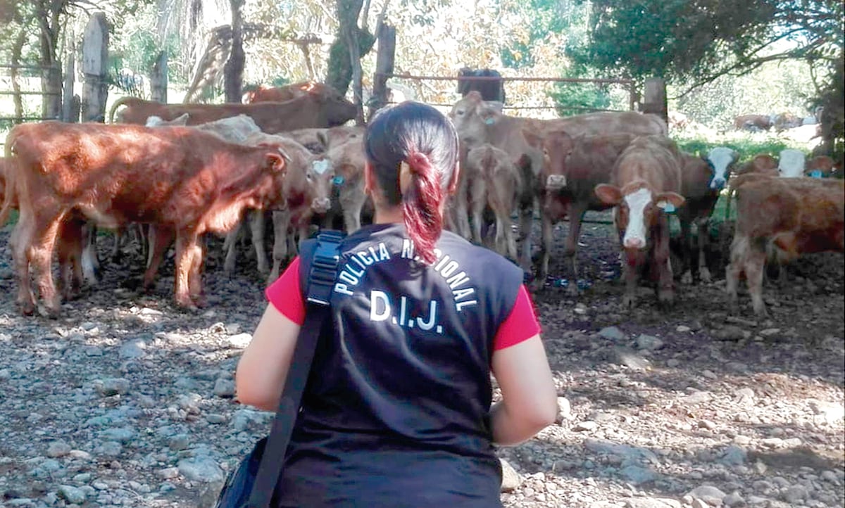 La Policía Nacional recuperan armas, municiones y hasta 30 reses