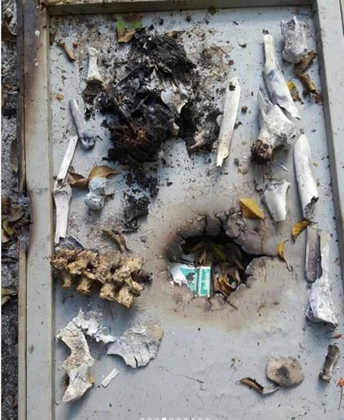 ¡CANÍBAL! Atrapan a artista que se comía a sus víctimas y pintaba con su sangre