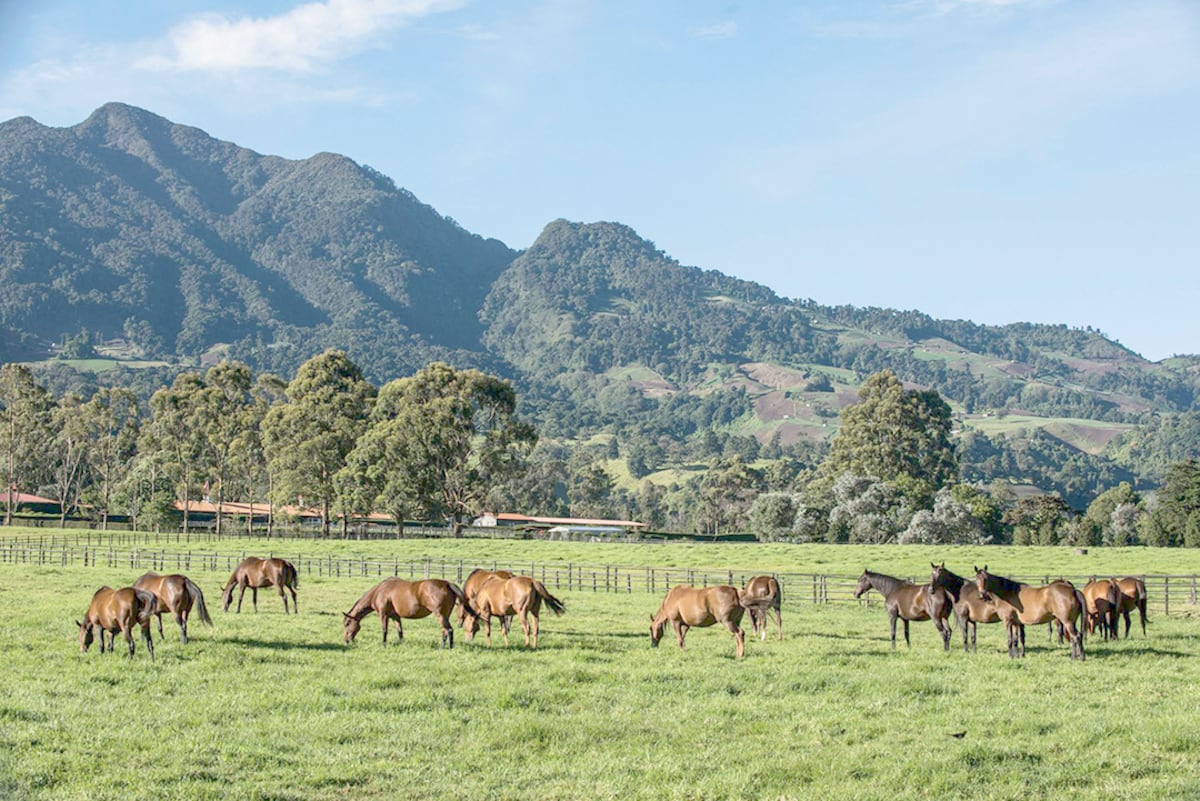 Haras Cerro Punta cierra la temporada de subastas 2024 con pura adrenalina 