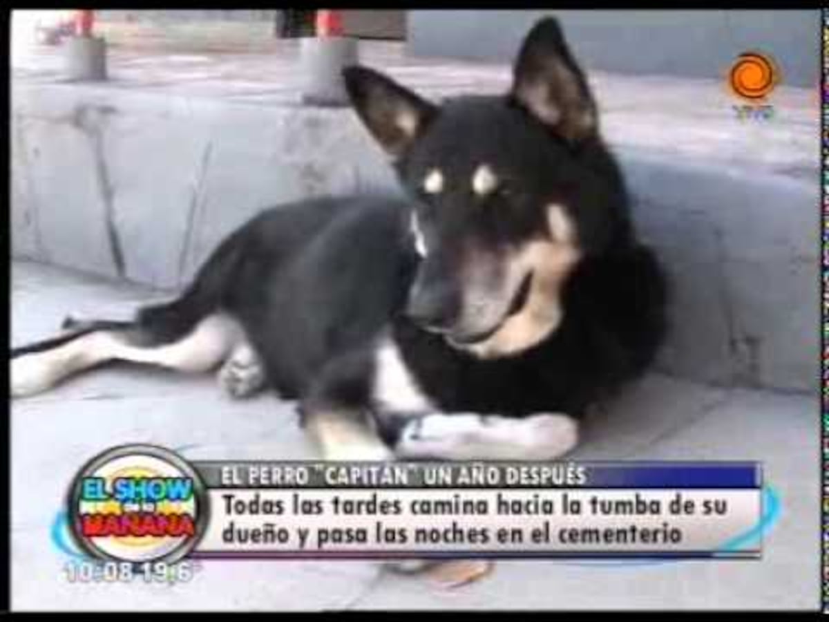 ¡Qué fiel! Muere 'Capitán' el perro que visitó por 11 años la tumba de su amo